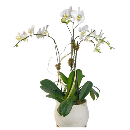 Majestic orchids